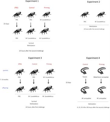 Methylation on RNA: A Potential Mechanism Related to Immune Priming within But Not across Generations